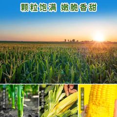 新货东北农嫂即食水果型甜玉米段85g*10袋即食嫩脆甜