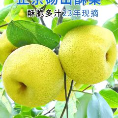 正宗砀山梨子当季水果新鲜10斤青皮青梨皇酥梨整箱应翠冠香梨雪梨